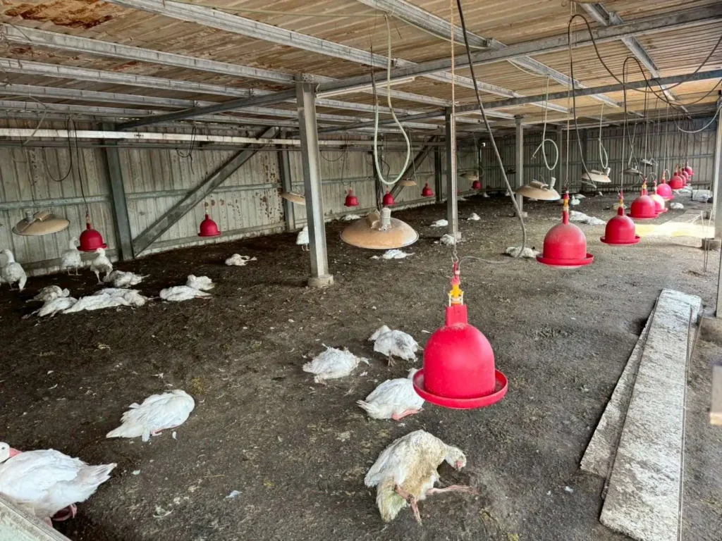 雲林水林鵝場確診禽流感　籲請業者落實生物防疫