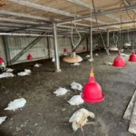 雲林水林鵝場確診禽流感　籲請業者落實生物防疫
