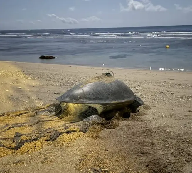 氣候變遷下小琉球罕見　海龜冬季低溫卵窩　有望成為海龜雄性稚龜的重要來源