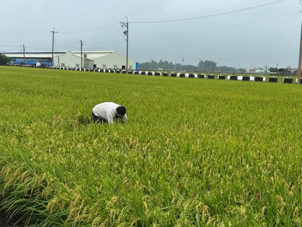 稻米安全管理制度　築起四道防線　守護全民餐桌