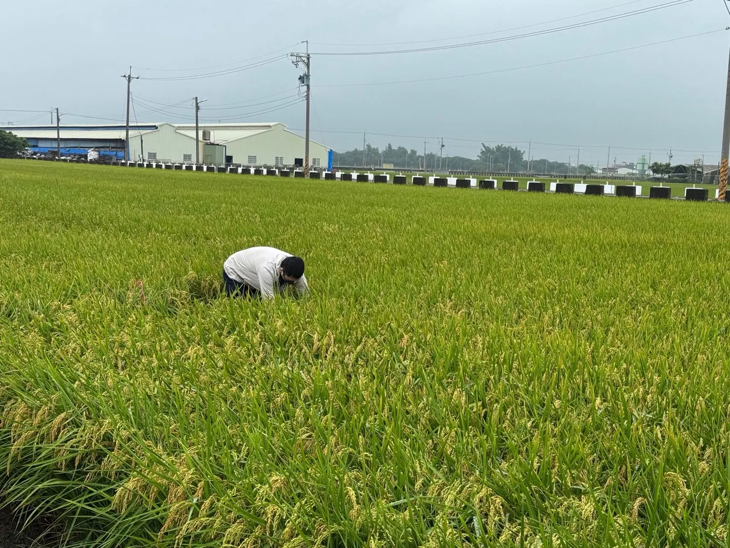 稻米安全管理制度　築起四道防線　守護全民餐桌