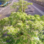 紫色微醺3月天　500株苦楝內湖堤頂開派對