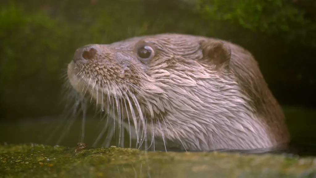科博館「科博四十」春假特別活動與set-wildlife-合作推出生態紀錄片《戰地阿特》