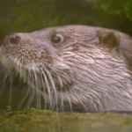 科博館「科博四十」春假特別活動與set-wildlife-合作推出生態紀錄片《戰地阿特》