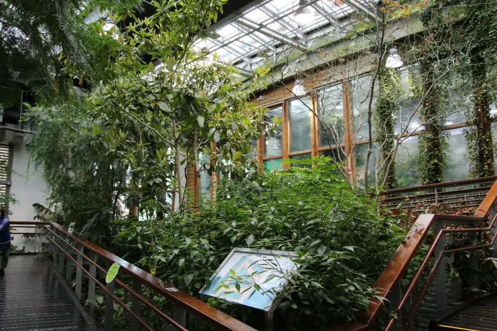 本尊長這樣　臺北典藏植物園秀國寶級造林樹種