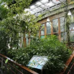 本尊長這樣　臺北典藏植物園秀國寶級造林樹種