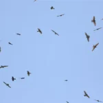 2026鷹揚八卦賞鷹活動-「八卦松林大角頭」帶你探索生物奧秘