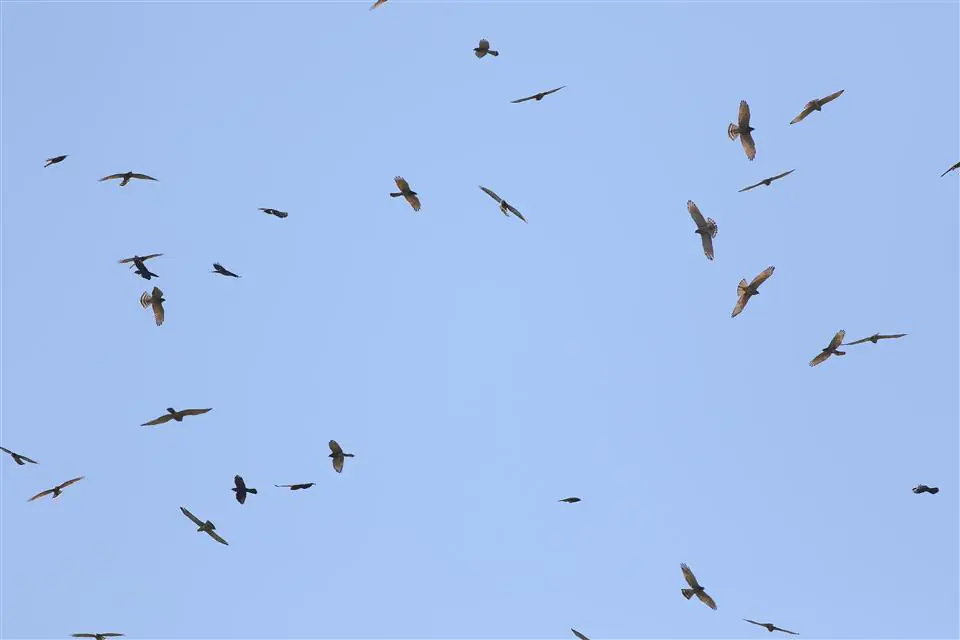 2026鷹揚八卦賞鷹活動-「八卦松林大角頭」帶你探索生物奧秘