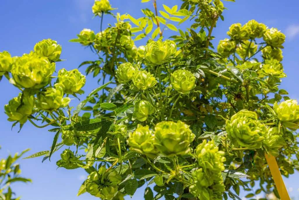 綠玫瑰領風騷　臺版凡爾賽花園新品種層出