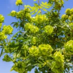 綠玫瑰領風騷　臺版凡爾賽花園新品種層出