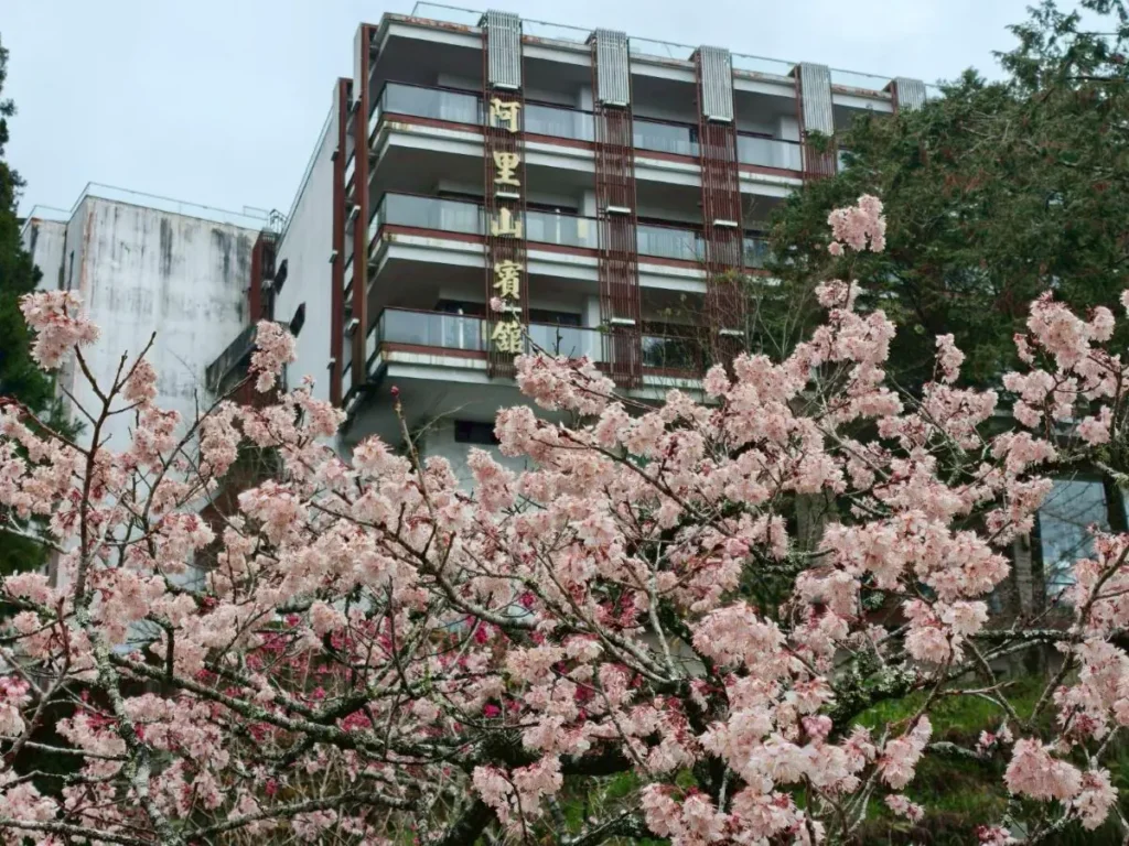 阿里山賓館推賞花精華路線 攝影達人帶路探森林秘境 阿里山賓館推賞花精華路線 攝影達人帶路探森林秘境