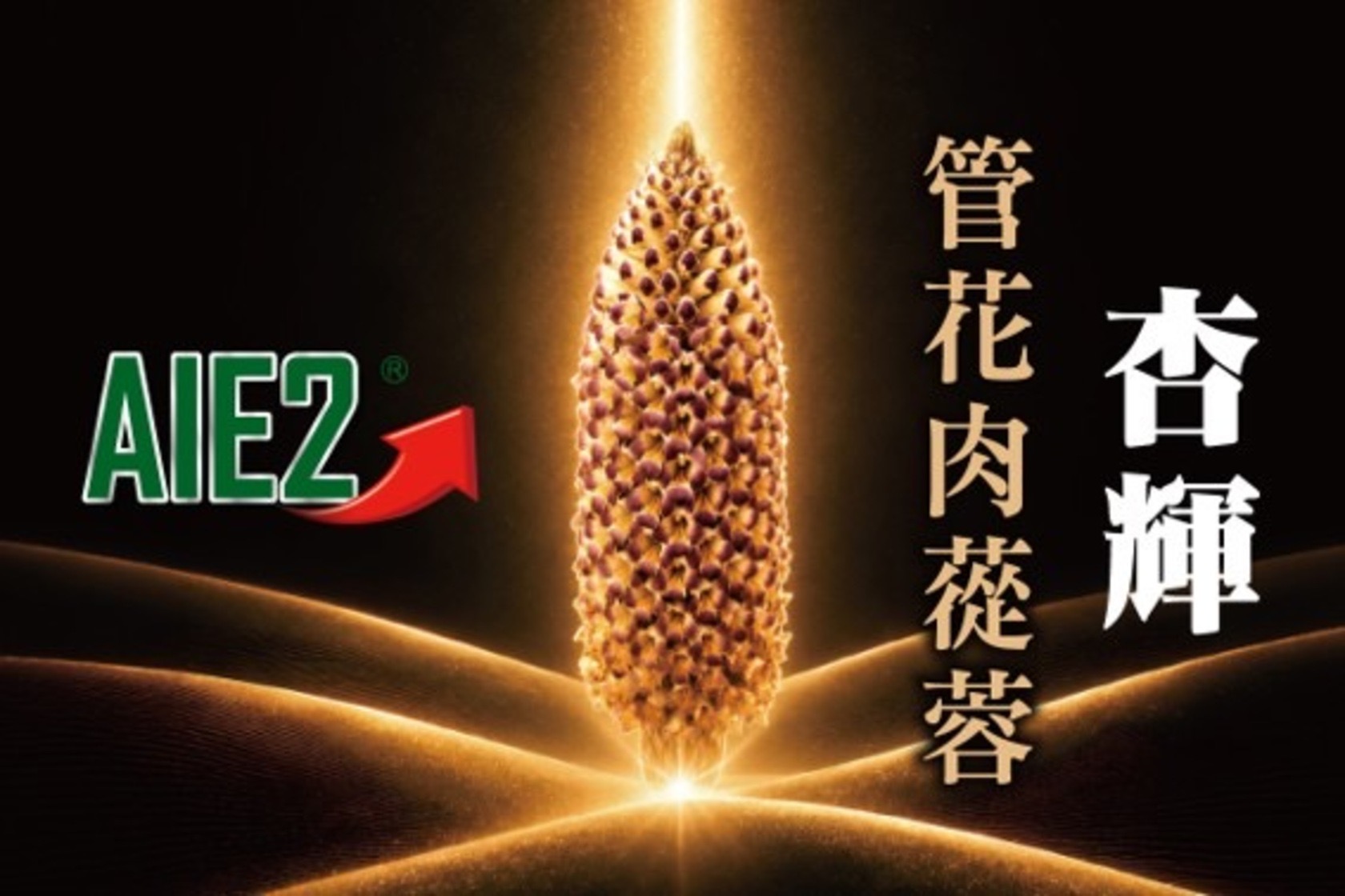 《沙漠奇珍 杏輝 管花肉蓯蓉》專書於2026年9月1日起於各大書店通路販售